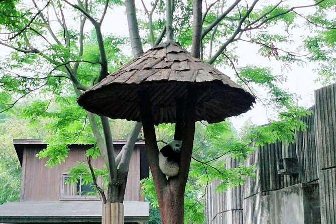 1-Day Chengdu Layover Tour: Panda Base, city central with Round Airport Transfer - How This Chengdu Layover Tour Works From CTU