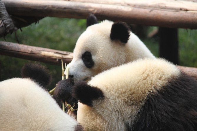 1-Day Chengdu Layover Tour: Panda Base, city central with Round Airport Transfer - Giant Panda Breeding Research Base: The Main Event