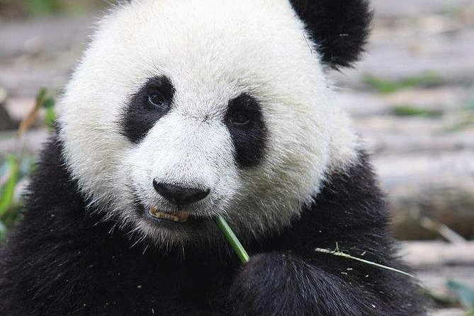 1-Day Chengdu Panda Base and Leshan Giant Buddha GROUP Tour - Leshan Giant Buddha at Da Fo: how to enjoy two hours