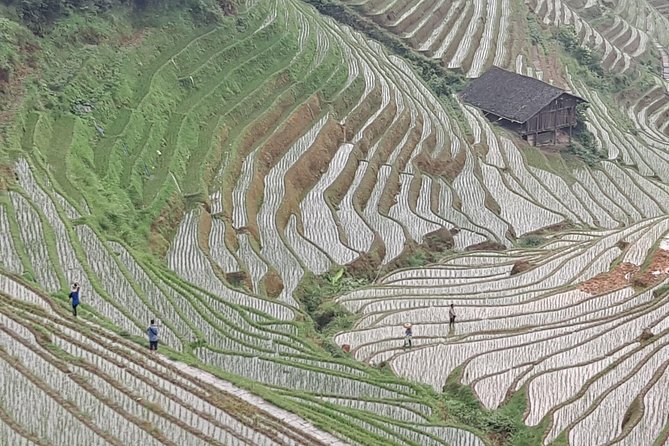 1-Day Longji Terrace Fields-Dazhai village Tour with the English Speaking Driver - Getting There Without the Headache: Pickup, Timing, and What You Control