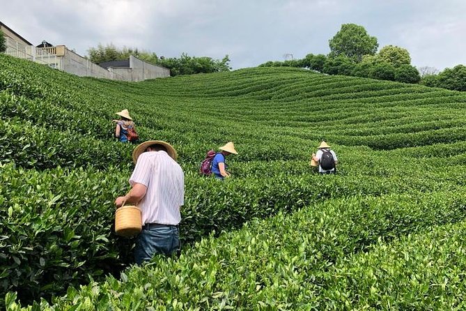 1-day Village Tea Picking, Roasting & Serving Guided Private Tour from Hangzhou - Roasting green tea and packaging Longjing: the skill you take home