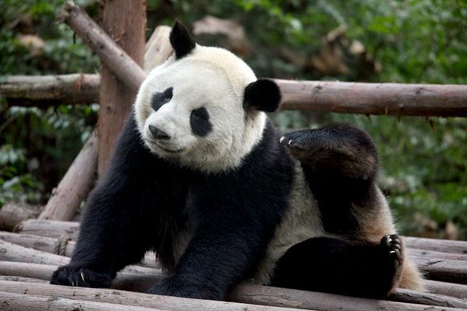 14-Day Small-Group Tour to Beijing, Xi'an, Chengdu, Yangtze, Chongqing, Shanghai - Chongqing Jump, Jiefangbei, Ciqikou, and the Cruise Ship Welcome