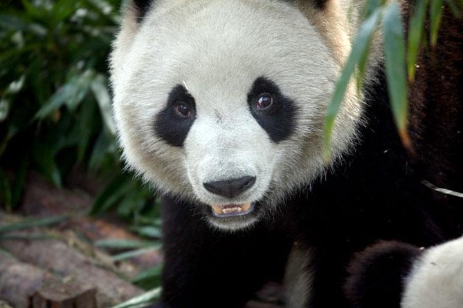 2-Day Private Chengdu Panda Tour - Day 2: pandas in the morning, Kuanzhai Alley lunch, then Wenshu Monastery
