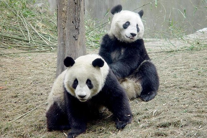 2-Day Private Chengdu Panda Tour - Transport, tickets, and what you’re really paying for