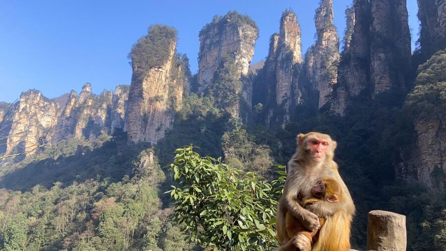 4-Day Highlights of Zhangjiajie With Sunrise Experience - Day 3 Tianzi Mountain and Ten Mile Gallery, plus cable car choices