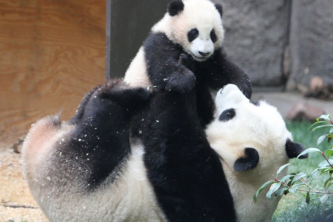 All-inclusive Private Day Trip: Hutongs, Lama Temple & Panda House with Lunch - Lunch: Chinese authentic food, with real options