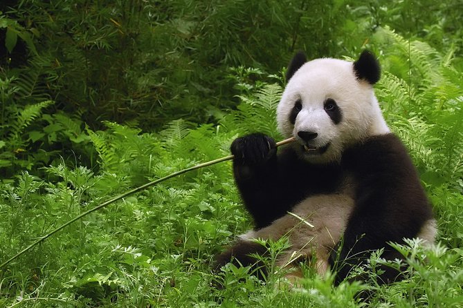 All-inclusive Private Day Trip: Hutongs, Lama Temple & Panda House with Lunch - Morning at the Panda House, timed for activity