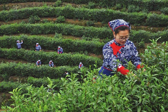 Authentic Hangzhou Longjing Tea Culture Experience Tour - Logistics That Make or Break a Half-Day Tour in Hangzhou