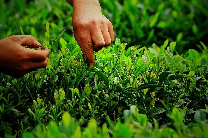 Authentic Hangzhou Longjing Tea Culture Experience Tour - Who This Longjing Tour Fits Best