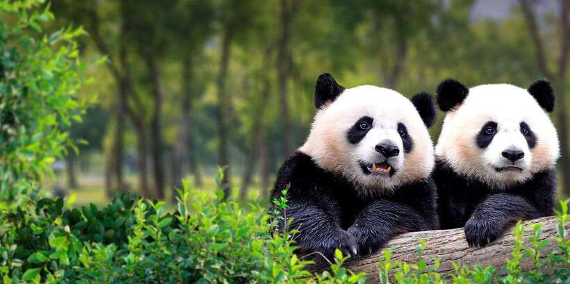Beijing: Panda House w/Great Wall or City Sites Private Tour - How this 7 to 8 hour private day actually flows