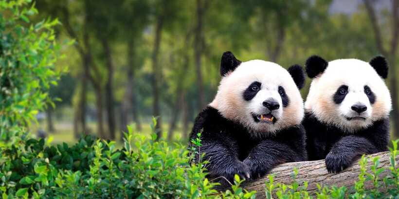 Beijing: Panda House w/Great Wall or City Sites Private Tour - Skip-the-line and private logistics: what you gain by paying for comfort