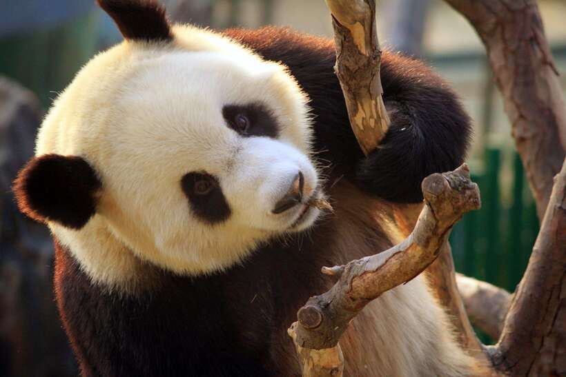 Beijing: Panda House w/Great Wall or City Sites Private Tour - Who should book this tour, and who should consider alternatives