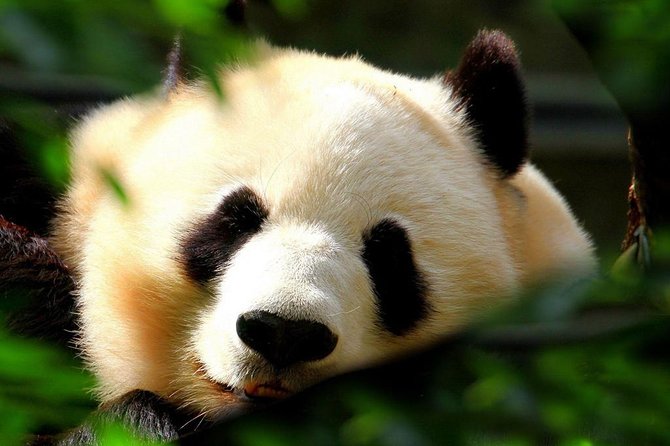 Beijing Private Tour:Mutianyu/Badaling Great Wall and Panda House - Great Wall choice: Mutianyu or Badaling, and why it matters
