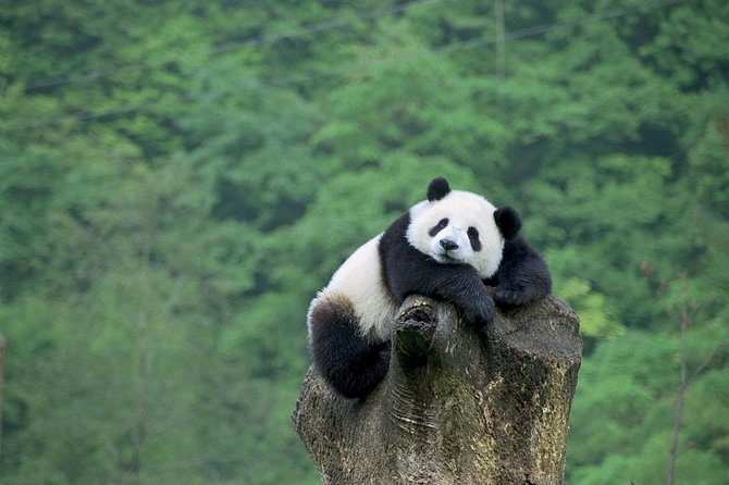 Beijing Private Tour:Mutianyu/Badaling Great Wall and Panda House - The Panda House at Beijing Zoo, and how it fits with the Great Wall