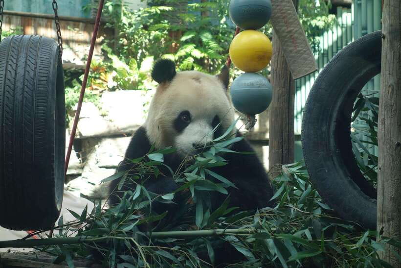 Beijing Private Tour: Summer Palace, Panda House and Options - Temple of Heaven or Ming Tombs, Two Different Kinds of Imperial Beauty