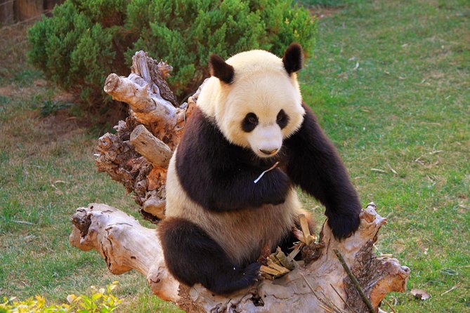Beijing Private Tour to Temple of Heaven, Panda House and Summer Palace - Temple of Heaven and Summer Palace, packed into one day