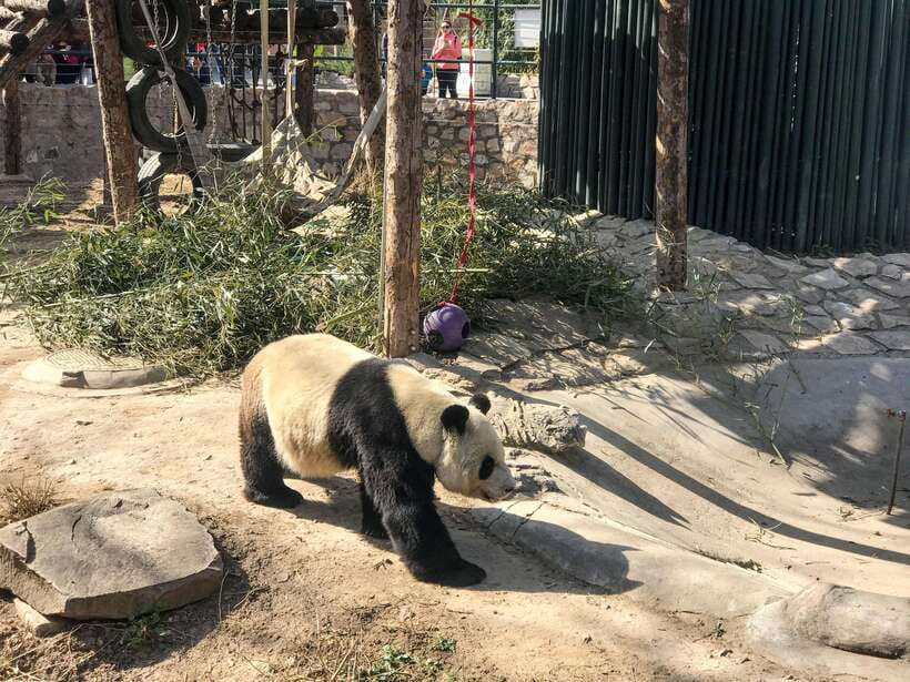 Beijing:Summer Palace Private/Group Tour or book Ticket Only - Why Summer Palace Works Better With a Guide