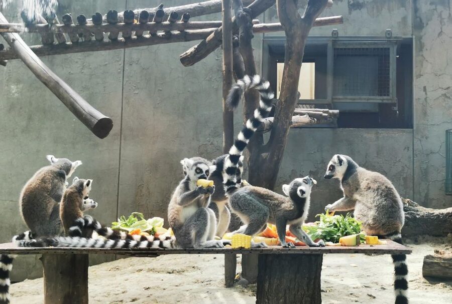 Beijing: Temple of Heaven, Panda House & Summer Palace Tour - Who This Tour Suits Best in Beijing