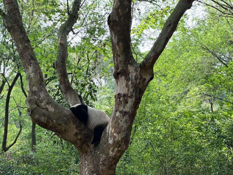 Beijing: The Beijing Zoo Entry Ticket with Pandas - The Animal Welfare Question You Shouldn’t Ignore