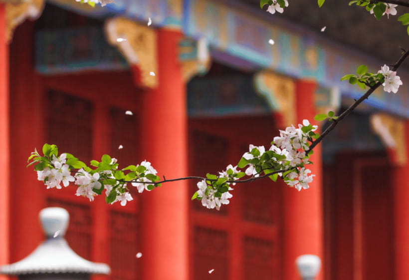 Beijing: Tiananmen Square and Forbidden City Entry Tickets - Great Wall add-on at Mutianyu: a day trip worth planning carefully