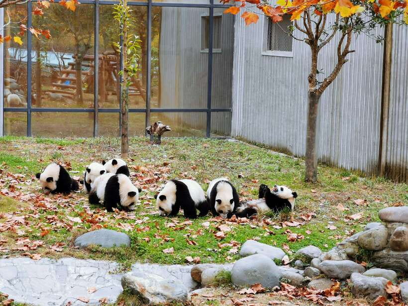 Chengdu: Giant Panda and Leshan Buddha Day Trip - Price and Value: Is $109 a Good Deal