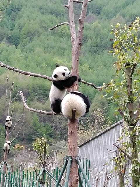 Chengdu: Giant Panda and Leshan Buddha Day Trip - Who Should Book This Chengdu Day Trip