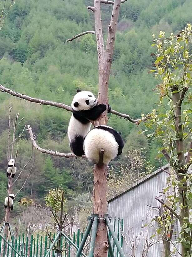 Chengdu: Giant Panda and Leshan Buddha Day Trip - Spotting Panda Babies and Understanding the Enclosures