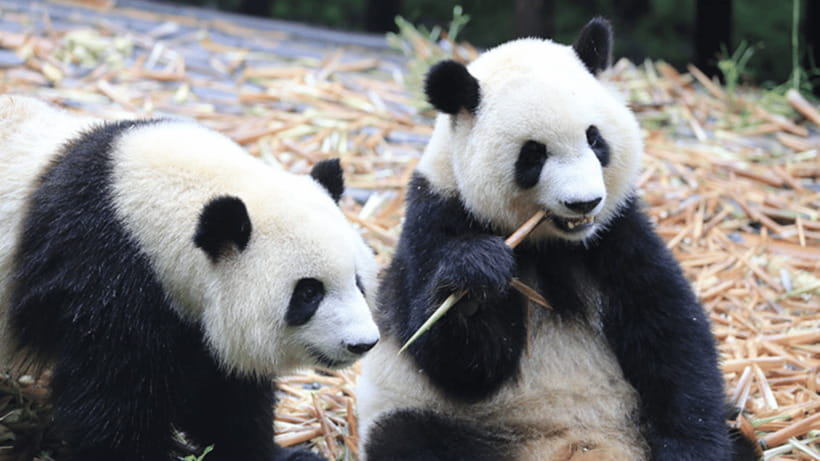 Chengdu: Giant Panda Base Reservation and Entry - Key things that make this Panda Base visit worth it