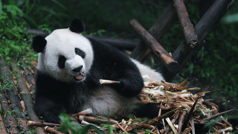 Chengdu: Giant Panda Base Reservation and Entry - Chengdu Giant Panda Base in one day: picking your morning or afternoon slot