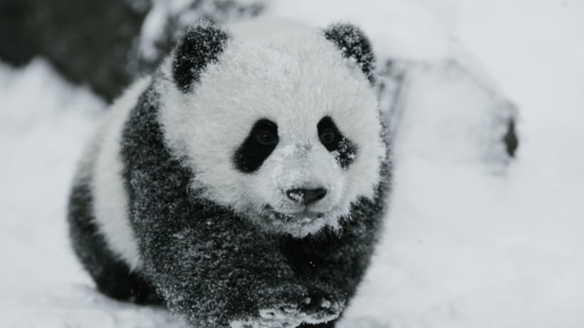 Chengdu: Giant Panda Base Reservation and Entry - Walking the 100-plus hectares: pandas and red pandas in a naturalistic setting