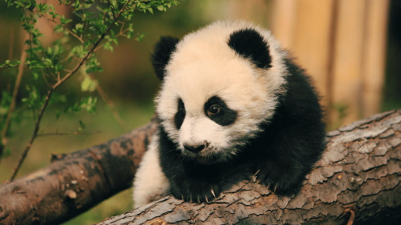 Chengdu: Giant Panda Base Reservation and Entry - The conservation angle: panda breeding and protection explanations that make the visit click