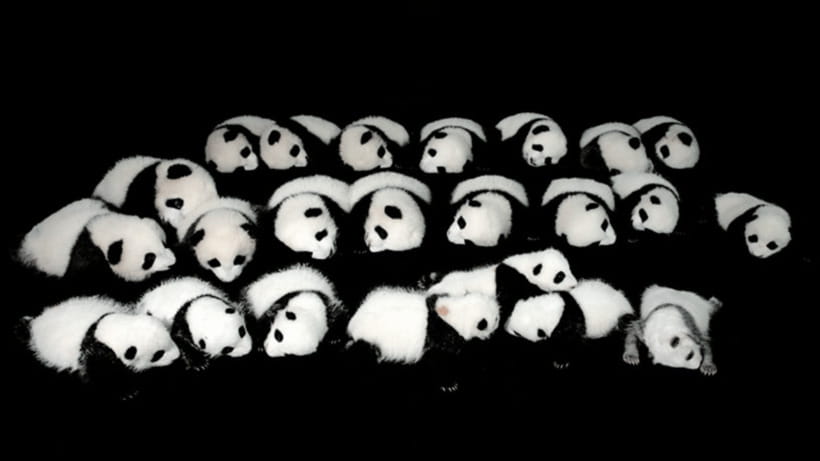 Chengdu: Giant Panda Base Reservation and Entry - What you get, what costs extra, and how to plan your day