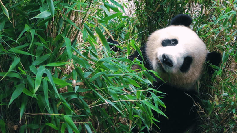 Chengdu: Giant Panda Base Reservation and Entry - Price and value: is $19 a fair deal for one-day panda entry?