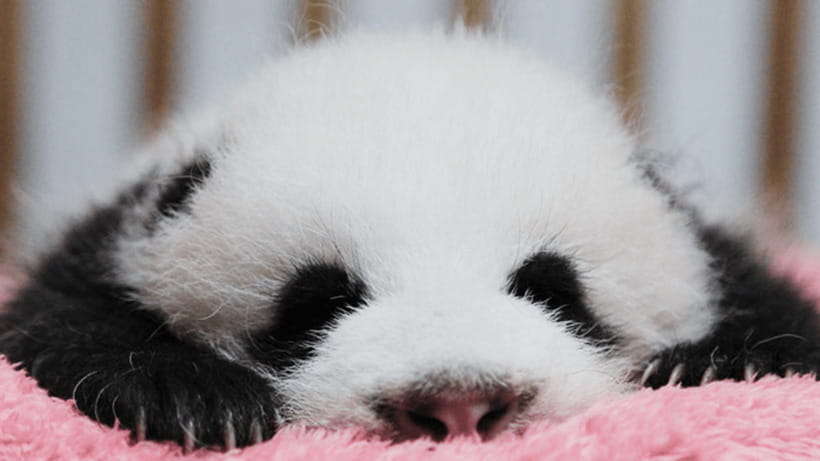 Chengdu: Giant Panda Base Reservation and Entry - Getting in smoothly with Panda144, without relying on a QR alone