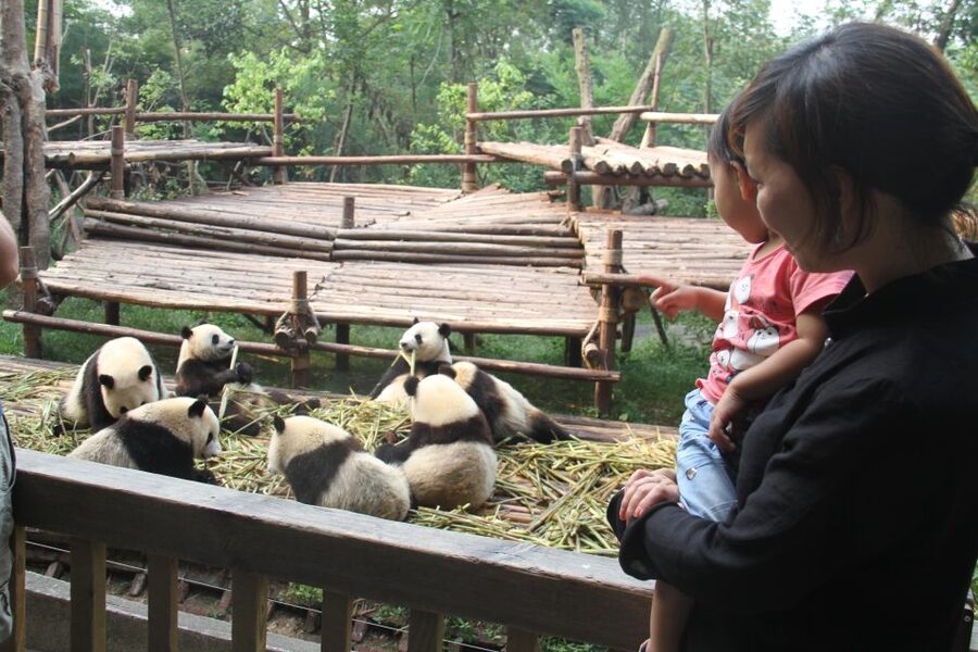 Chengdu: Giant Panda Breeding Research Base Ticket - Who this Panda Base ticket is best for