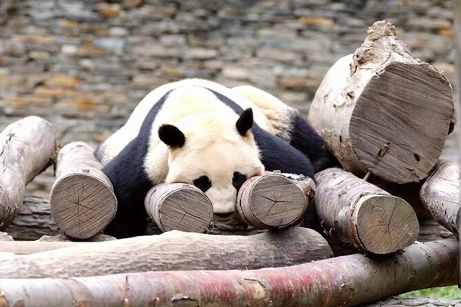 Chengdu: Giant Panda Breeding Research Base Ticket - Getting to the Panda Base: pickup, drop-off, and simple arrivals