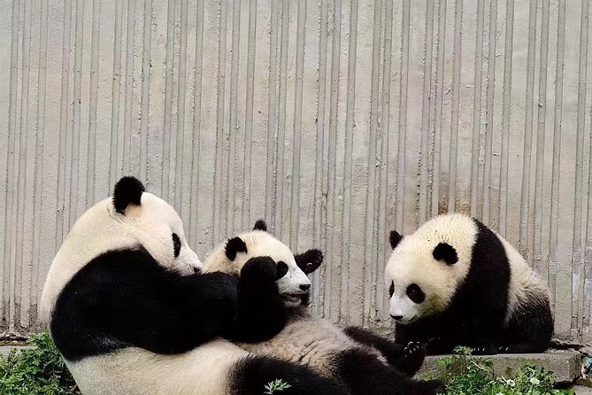 Chengdu: Giant Panda Breeding Research Base Ticket - Your 3 hours inside: how to make self-guided time count