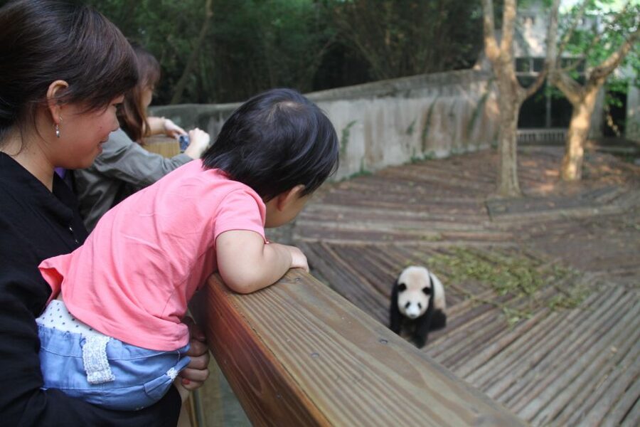 Chengdu: Giant Panda Breeding Research Base Ticket - Beyond giant pandas: red pandas and a whole cast of birds