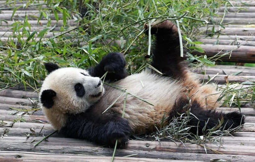 Chengdu Giant Panda: Panda Base or Shenshuping (optional) - Key Panda Day Takeaways