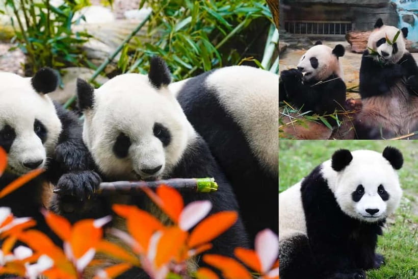 Chengdu Giant Panda: Panda Base or Shenshuping (optional) - Two Panda Bases, Two Moods in One Day