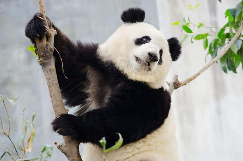 Chengdu Giant Panda: Panda Base or Shenshuping (optional) - When to Go: The Viewing Hours That Actually Matter