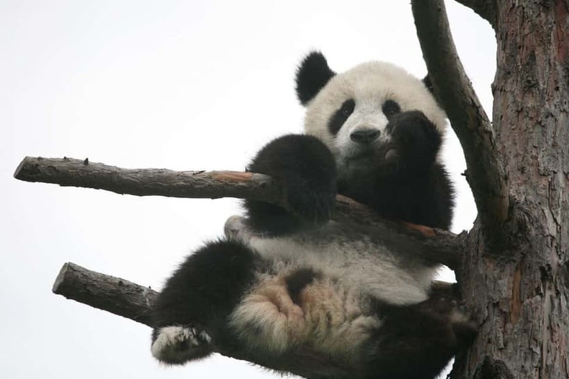 Chengdu Giant Panda: Panda Base or Shenshuping (optional) - Shenshuping Base Route: Outer and Inner Ring Viewing with Mountain Calm