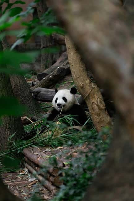 Chengdu: Half-Day Panda Base Tour with Guide Option - Key Things I’d Plan Around