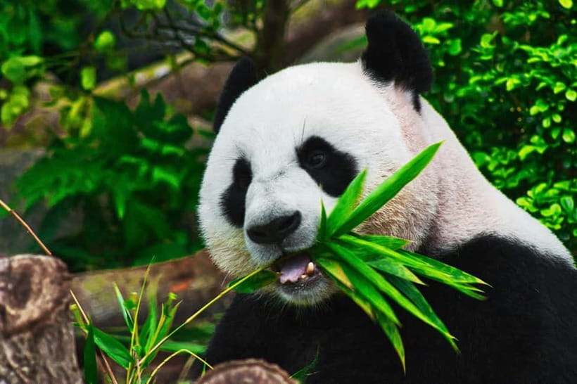 Chengdu: Half-Day Panda Base Tour with Guide Option - Price and Value for a Panda Base Day
