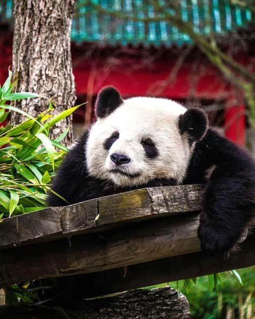 Chengdu: Half-Day Panda Base Tour with Guide Option - Inside the Panda Base: How the Visit Really Flows