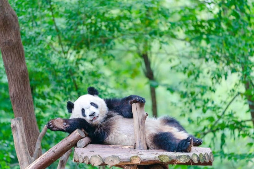 Chengdu: Half-Day Panda Base Tour with Guide Option - Tickets, Photo Rules, and the Golf Car Reality Check