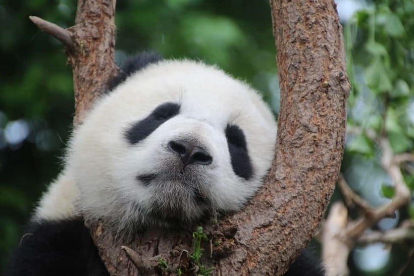 Chengdu: Half-Day Panda Base Tour with Guide Option - What Makes This Experience Feel Worth It