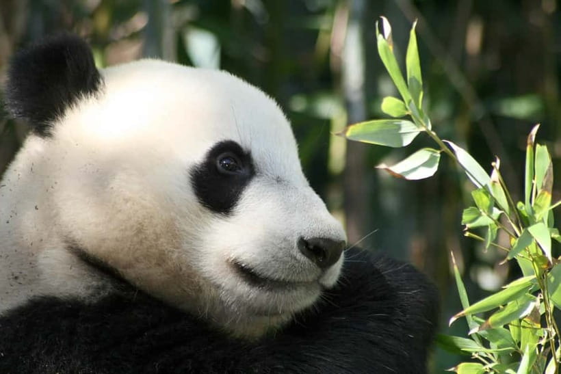 Chengdu: Half-Day Panda Base Tour with Guide Option - Getting From Your Hotel to the Chengdu Panda Base