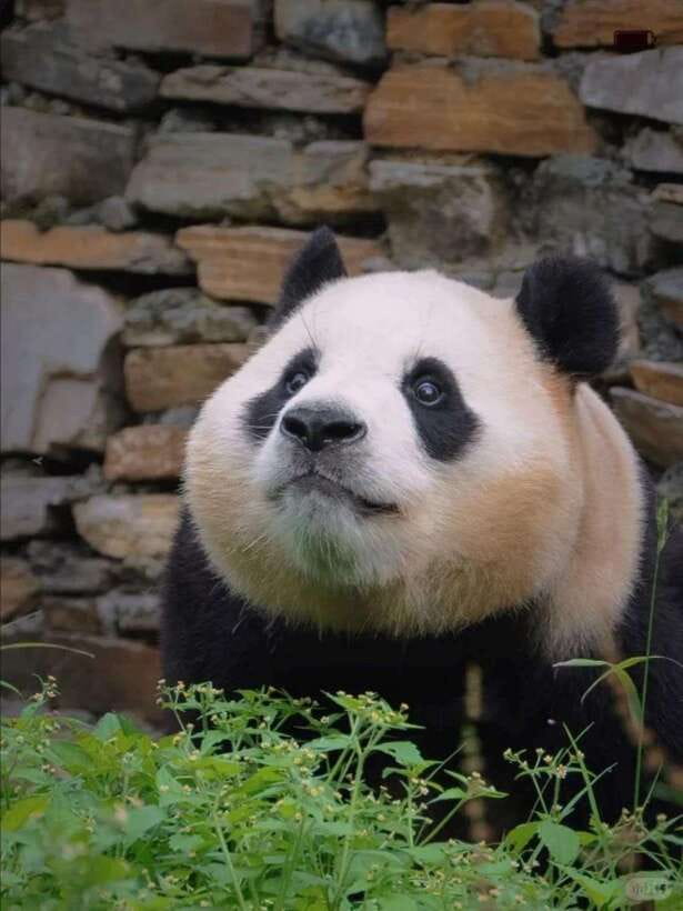 Chengdu: Hidden Wonders Day Tour with Wolong Panda Base - Nanqiao Bridge: a quick hit of Chengdu’s landmark energy