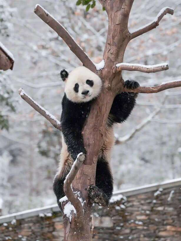 Chengdu: Hidden Wonders Day Tour with Wolong Panda Base - Price and value: is $159 a good deal?